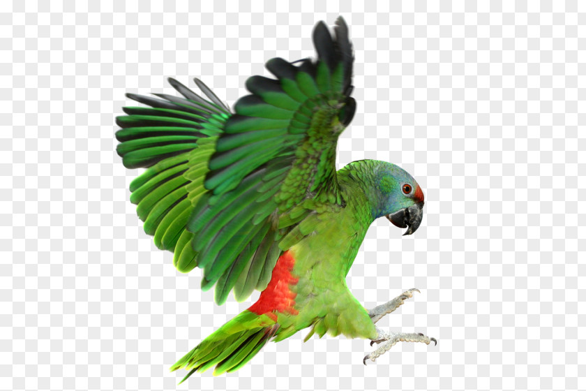 Parrot Dictionary Of Veterinary Nursing BSAVA Textbook Veterinarian PNG