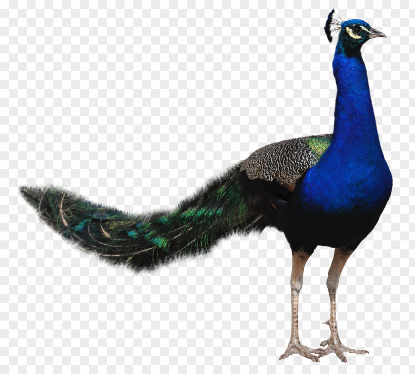 Peacock Bird Peafowl Clip Art PNG