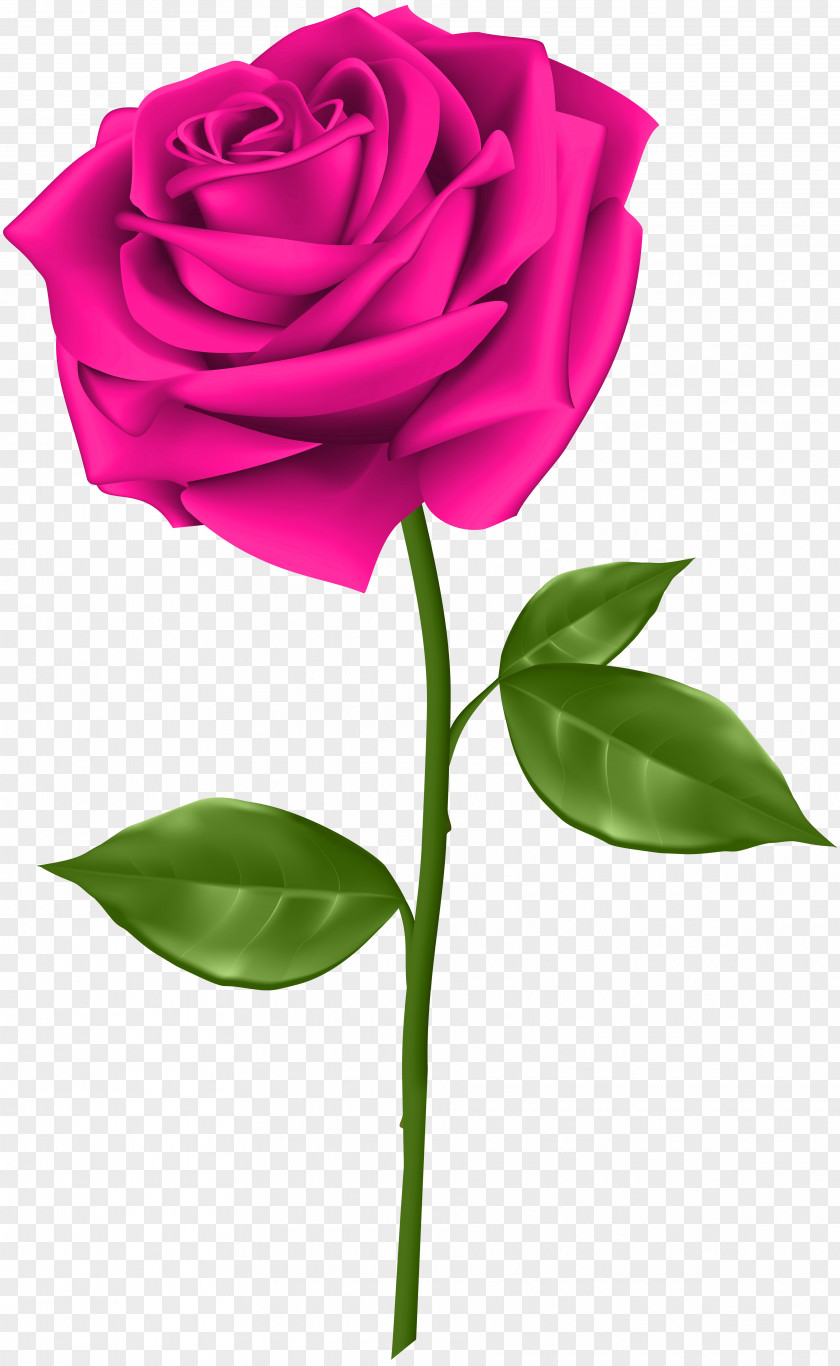 Pink Rose Transparent Clip Art Blue PNG