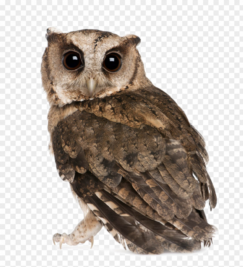 Lovely Owl Indian Scops Oriental Bird Stock Photography PNG