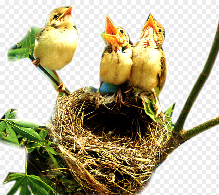 Nest And Birds Bird Edible Bird's PNG