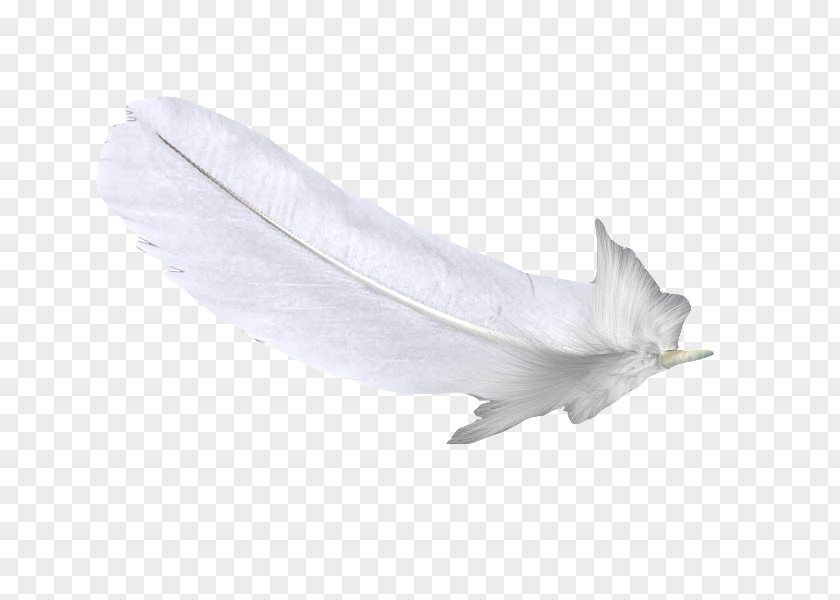 White Feather U767du8272u7fbdu6bdb PNG