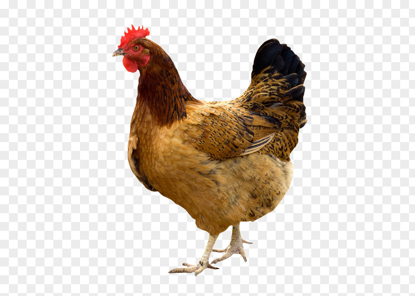 Hen House Kadaknath Broiler Giriraja Poultry Chicken As Food PNG
