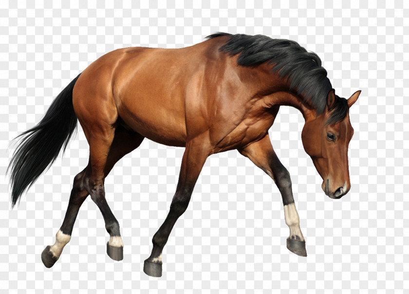 Liver Mustang Horse Animal Figure Sorrel Mane Stallion PNG