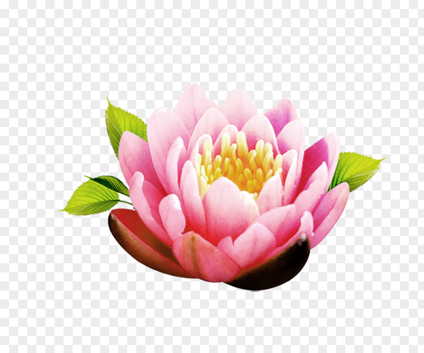 Lotus Download PNG