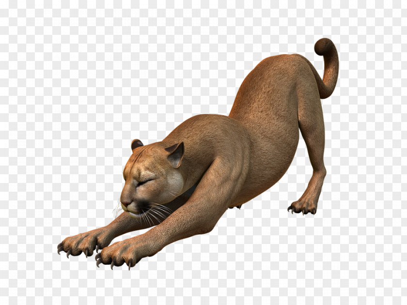 Puma Dog Breed Cougar Cat Felinae Puppy PNG