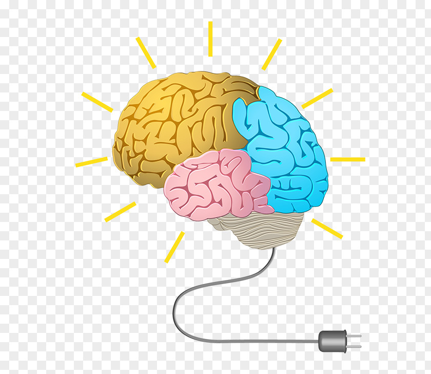 Brain Human Neurofeedback Cognitive Training Memory PNG