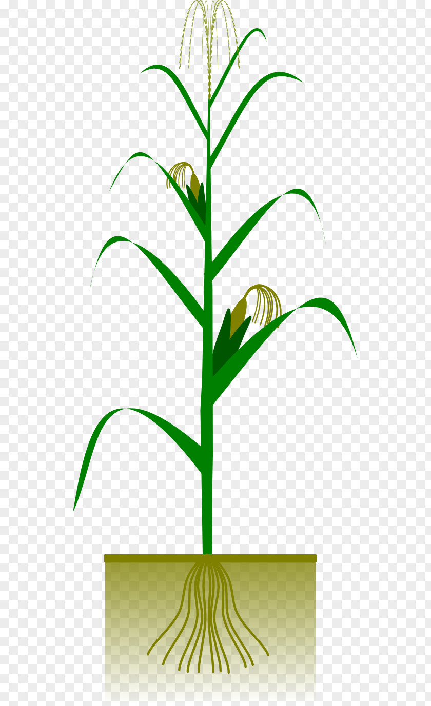 Green Leaf Clipart Maize Crop Plant Clip Art PNG