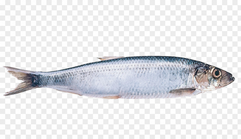 Herring Family Rayfinned Fish Products Forage PNG