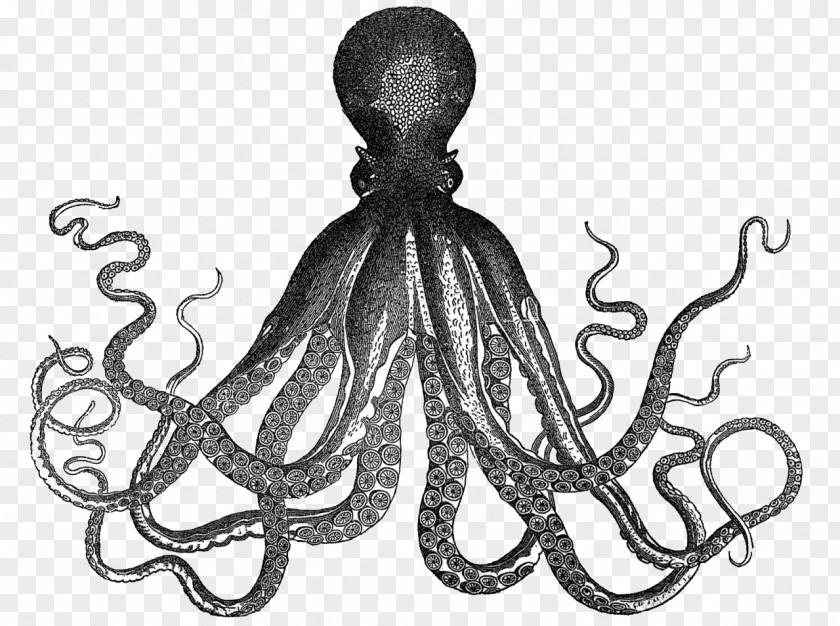 Octopus Drawing Kraken Rum Clip Art PNG