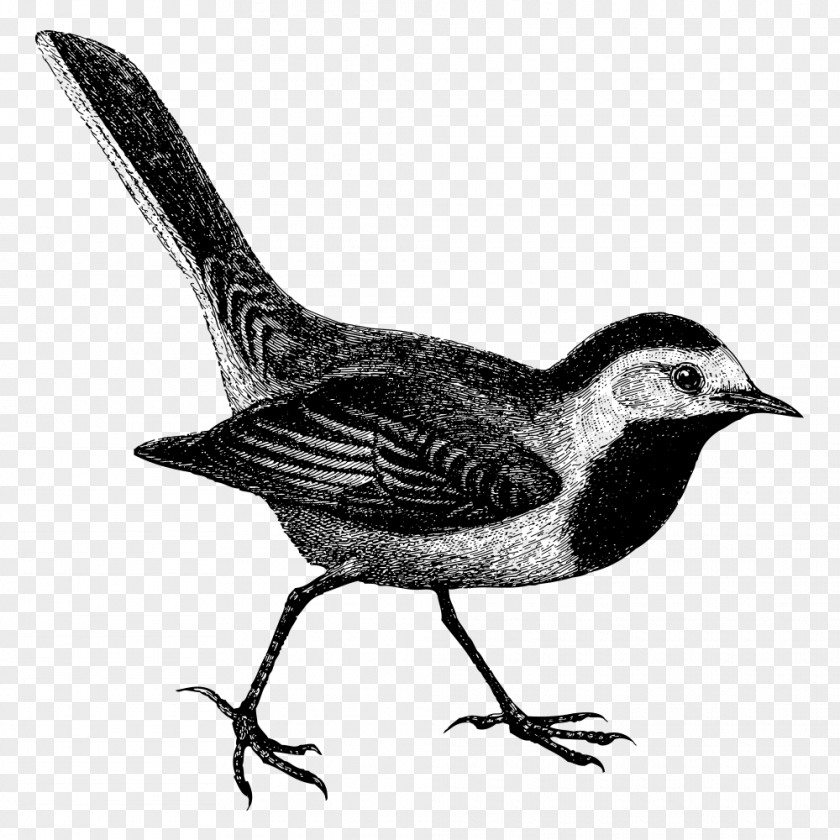 Black Birds Common Blackbird Euclidean Vector PNG
