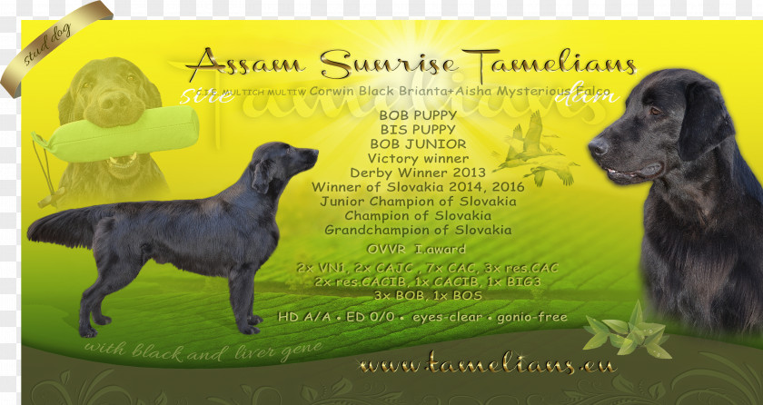 Assam Dog Breed Great Dane Sporting Group Obedience Training Advertising PNG