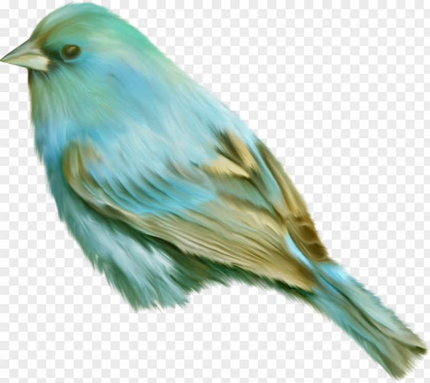 Bird Duck Ensayo Ornitológico De Los Troquilideos O Colibríes México Indian Roller PNG