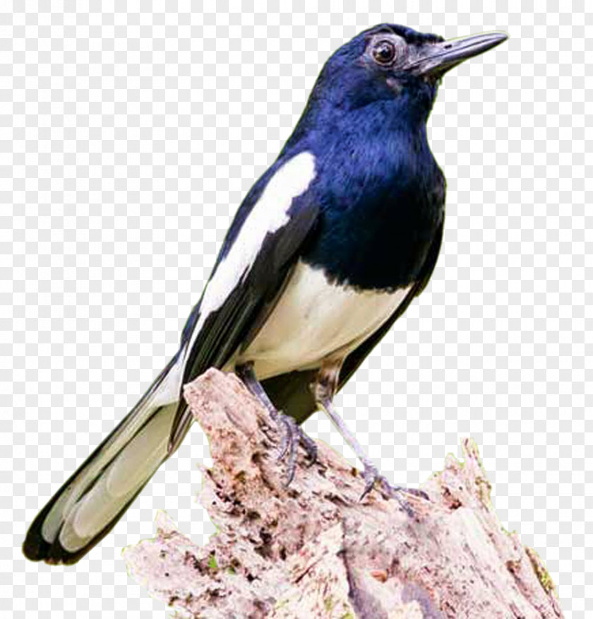 Bird Eurasian Magpie Oriental Magpie-robin Magpie-robins Racing Homer PNG