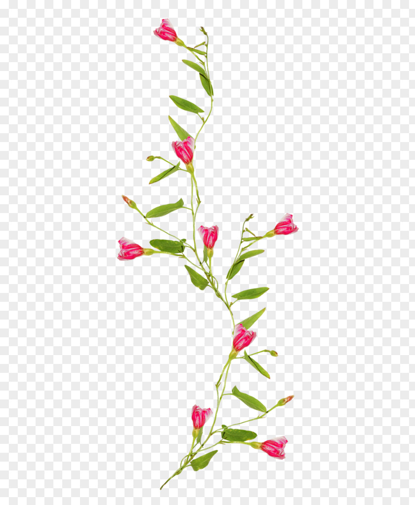 Flower Floral Design Vine Drawing Clip Art PNG