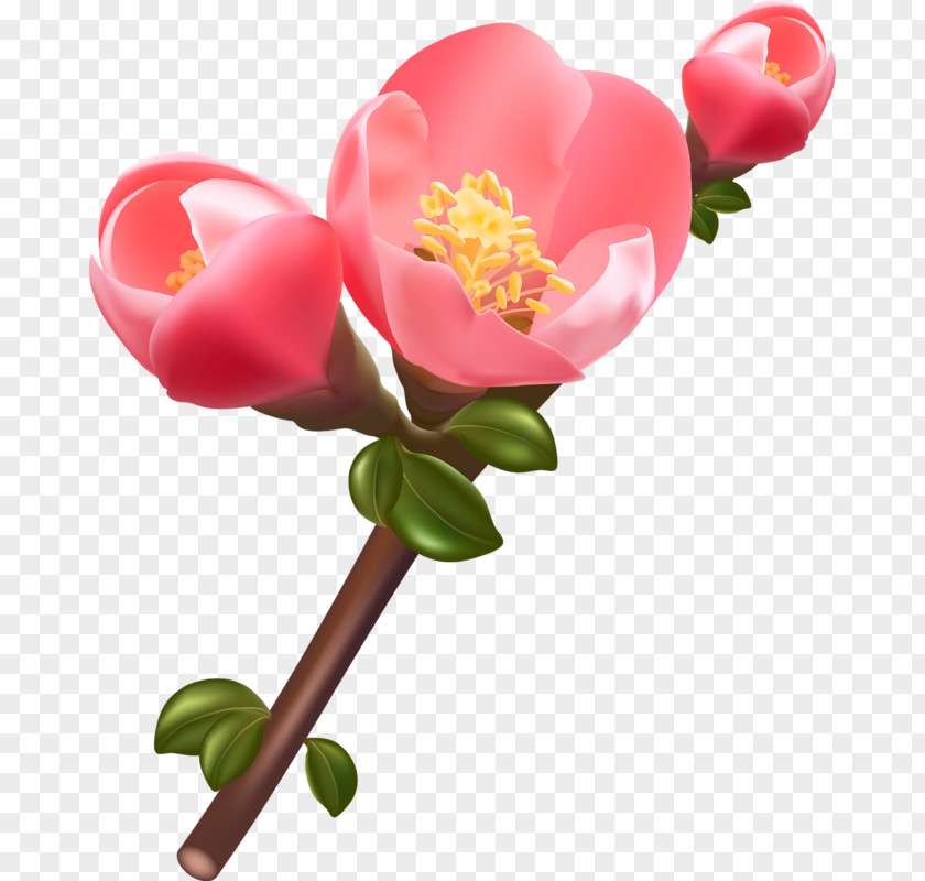 Flower Stock Photography PNG