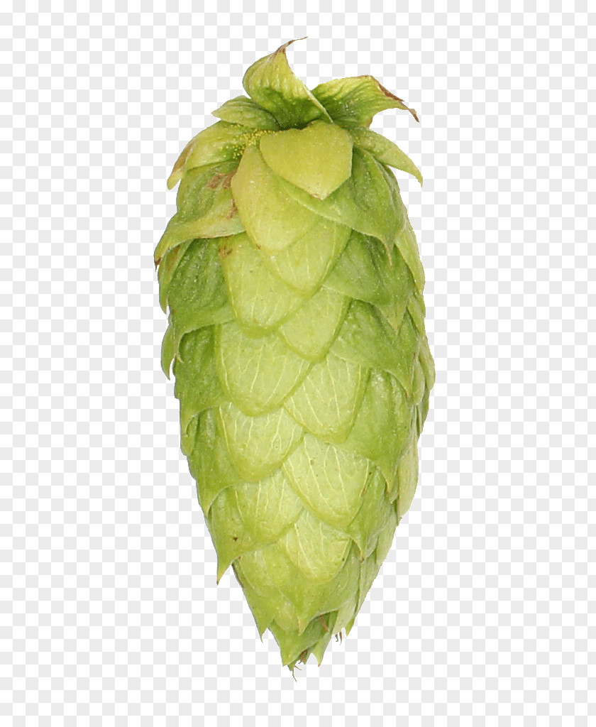 Hops Beer Brewing Grains & Malts Cascade India Pale Ale PNG