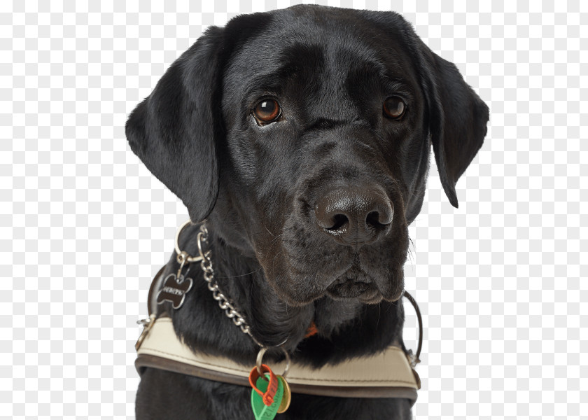 Street Breeze Labrador Retriever Dog Breed Guide Collar Black PNG