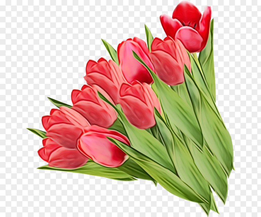 Tulip Flower Cut Flowers Plant Petal PNG