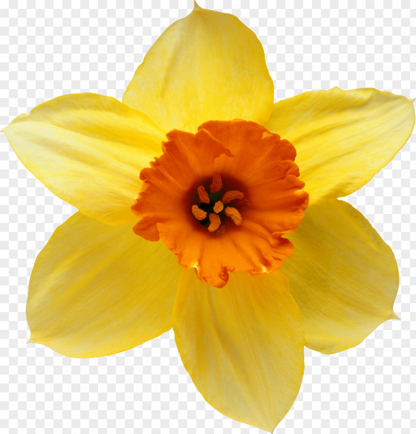 Flowers Flower I Wandered Lonely As A Cloud Information Clip Art PNG