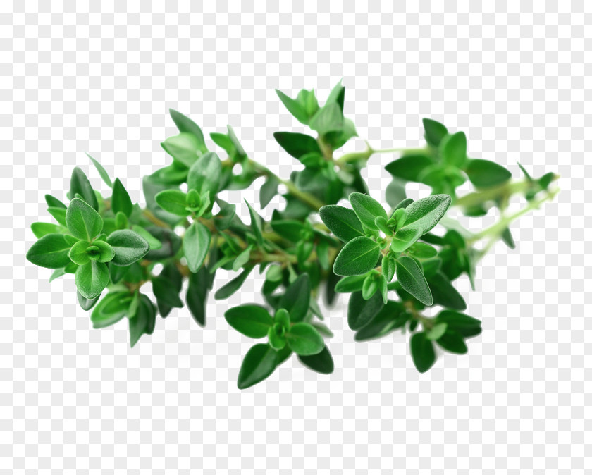 Fresh Thyme Green Leaf Picture Material Garden Seed Herb Vegetable PNG