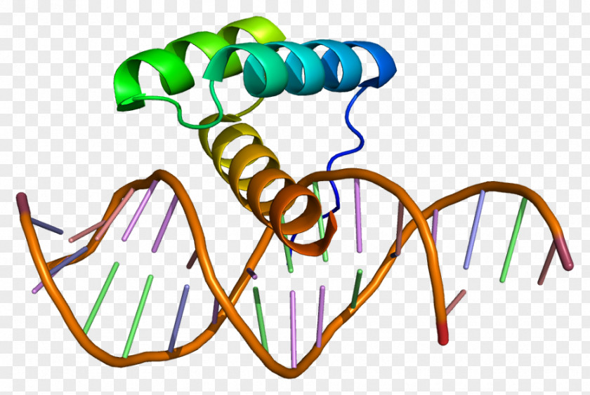 Msh Homeobox 2 MSX1 Gene Protein PNG