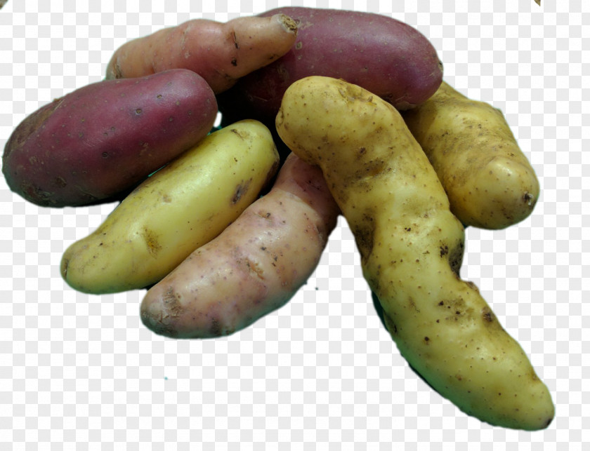 Potatoes Fingerling Potato Food Root Vegetables PNG