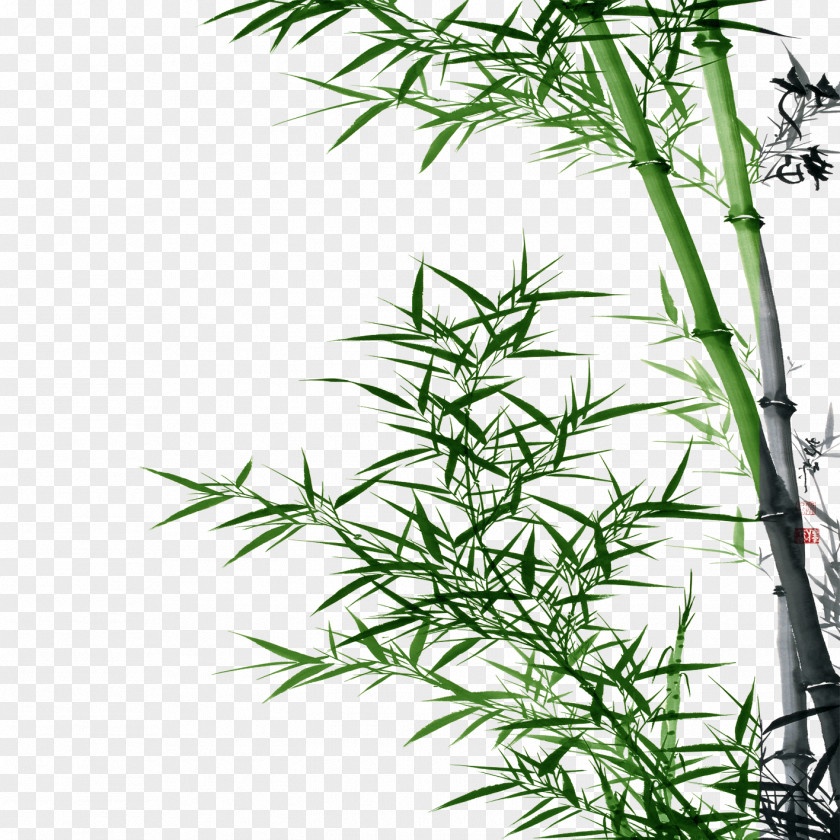 Bamboo Asparagus Setaceus PNG