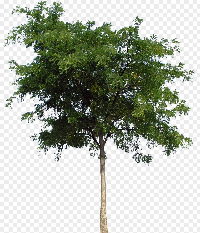 Deciduous Tree PNG