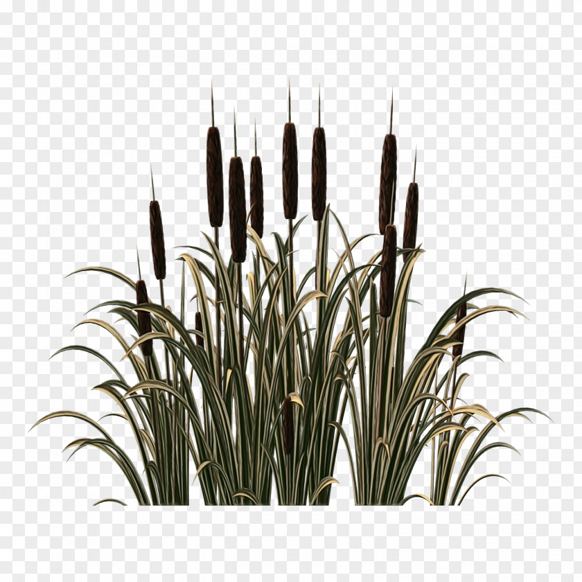 Houseplant Flower Grass Plant Family PNG
