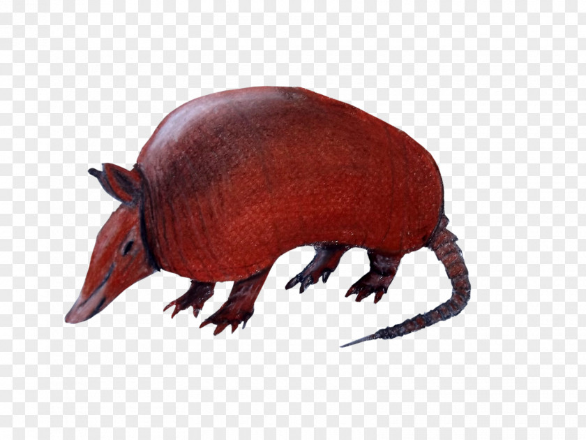 Armadillo Clip Art PNG