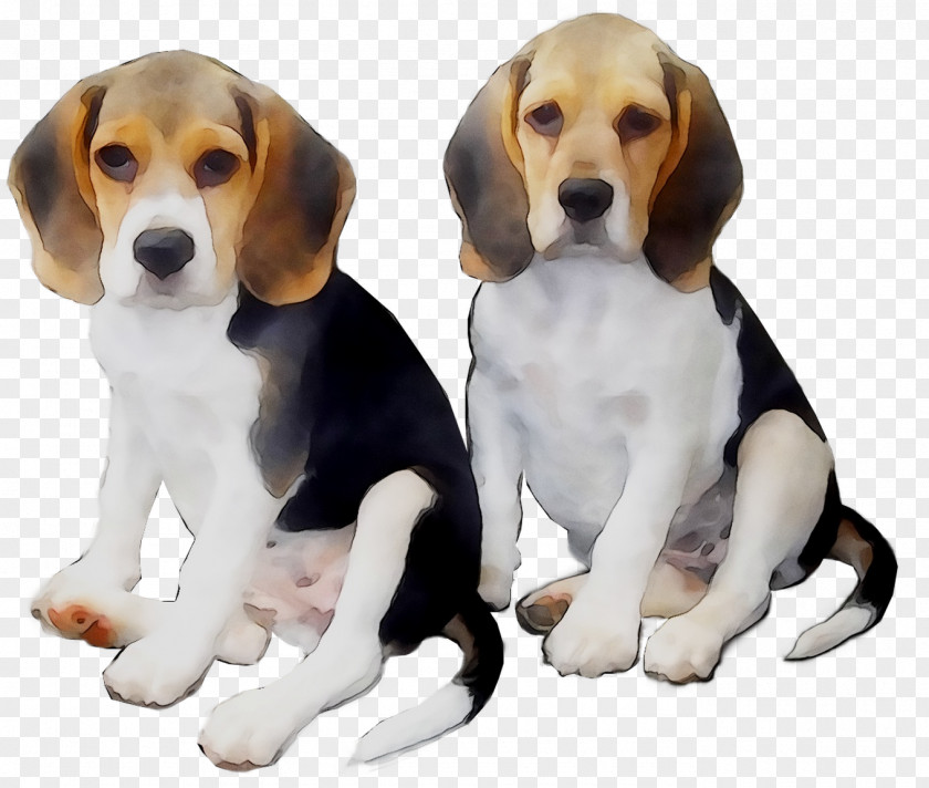 Beagle English Foxhound American Harrier Hamilton Hound PNG