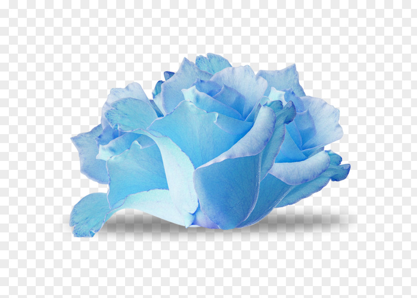 Flower Blue Rose Paper PNG