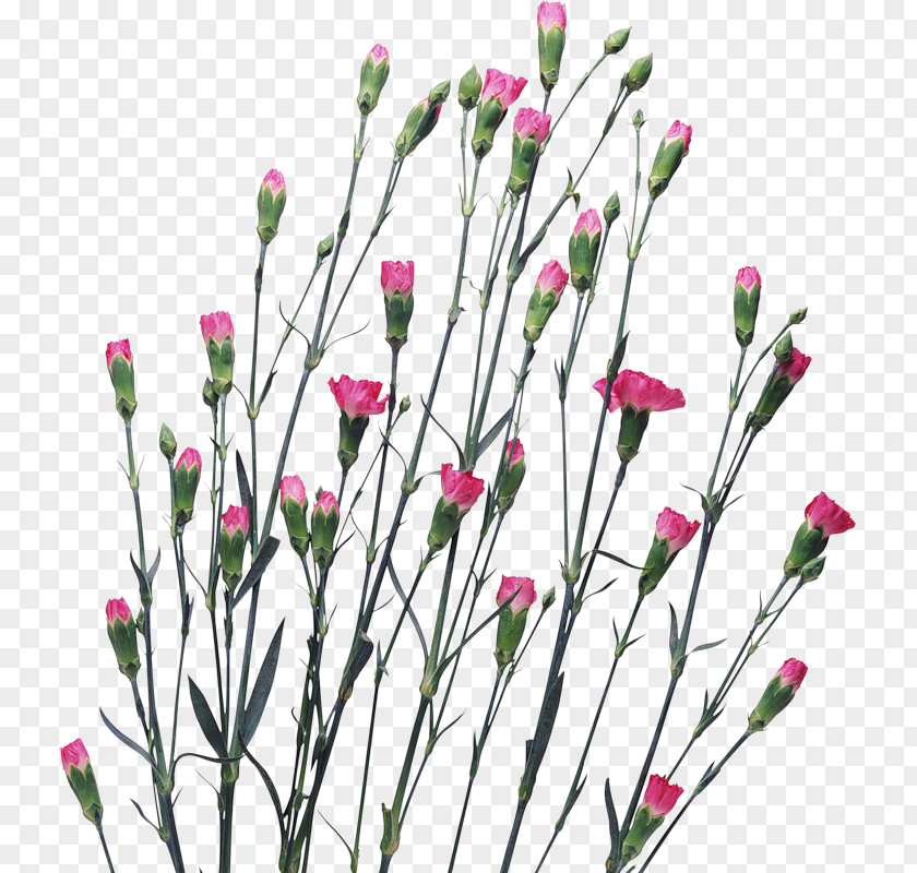 Flower Carnation Clove Clip Art PNG