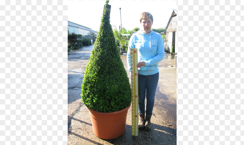 Pyramid English Yew Buxus Sempervirens Topiary Hedge Evergreen PNG