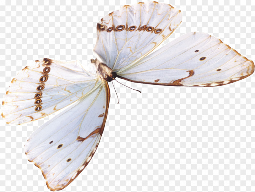 Butterfly Gossamer-winged Butterflies Stock Photography Image PNG