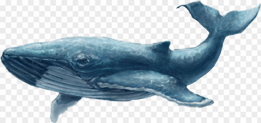 Common Bottlenose Dolphin Rough-toothed Tucuxi Cetacea Blue Whale PNG