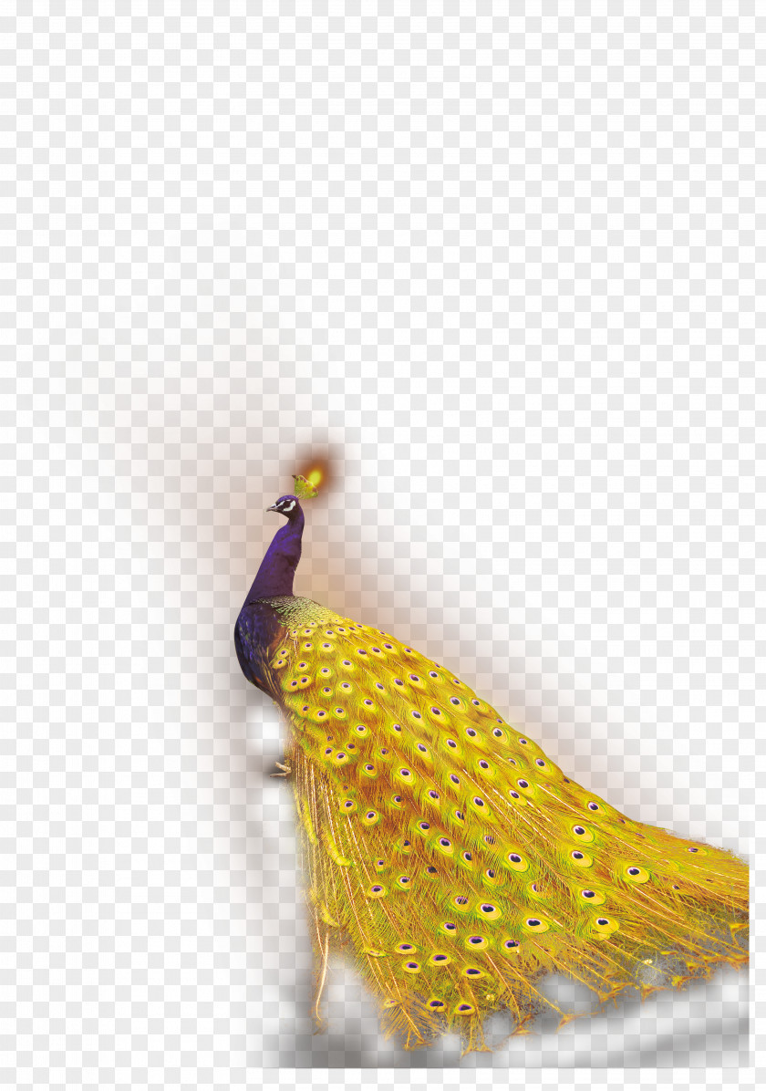 Golden Peacock Peafowl Download PNG