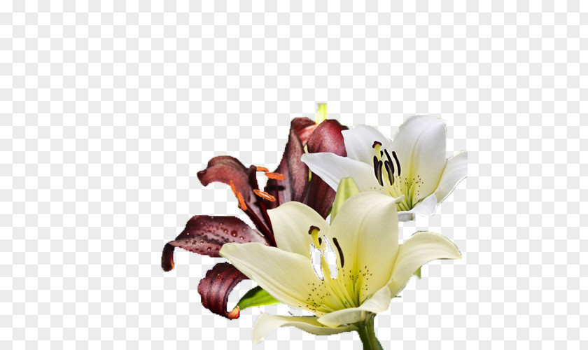 White Wine And Red Lily Pictures Lilium Flower PNG