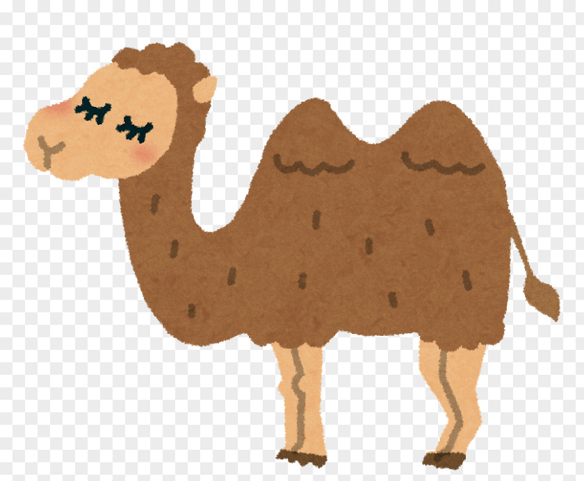 Animal Dromedary Bactrian Camel いらすとや 放課後等デイサービス PNG