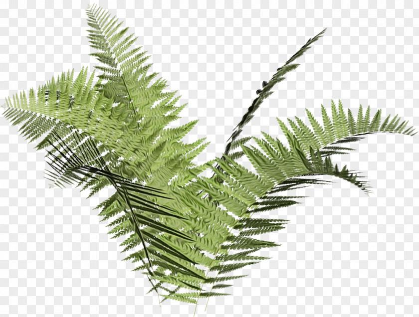 Arecales Palm Tree Cartoon PNG