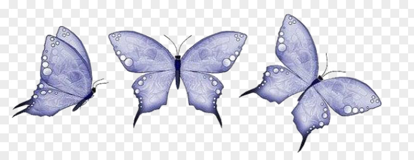 Butterfly Animation PNG