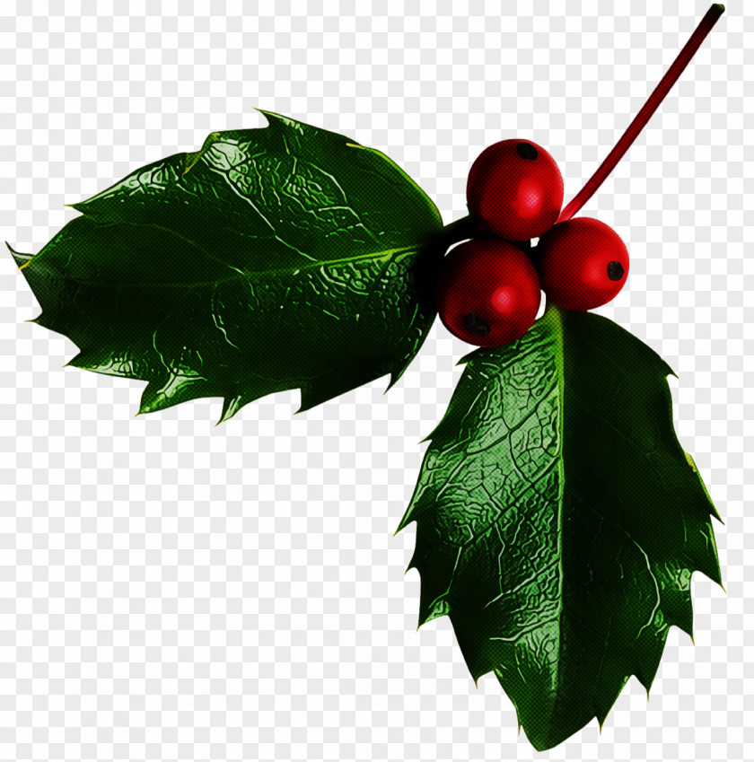 Christmas Holly Ilex PNG