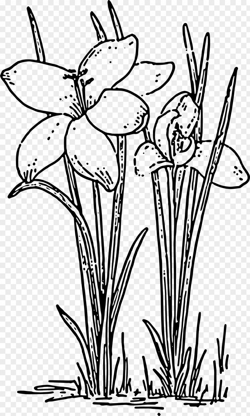 Crocus Vernus Autumn Drawing Flower Clip Art PNG