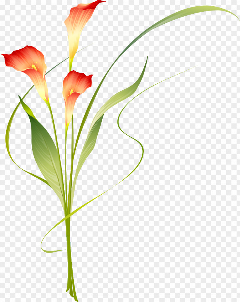 Design Floral Verdier Bernard Emile Cut Flowers Carnation PNG