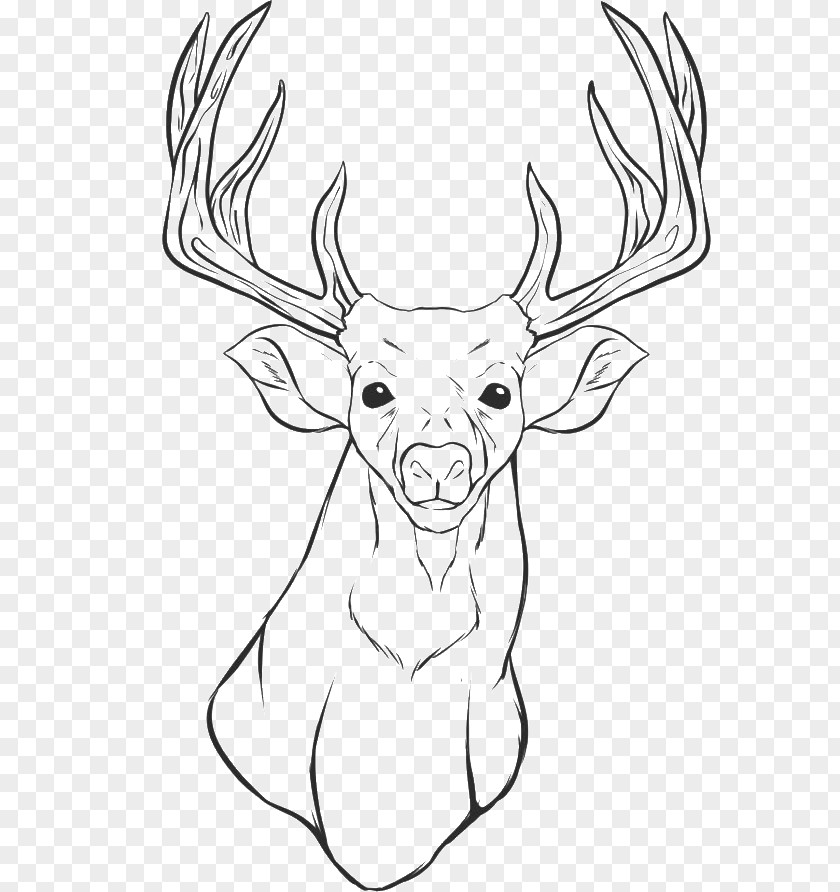 Fairy Tale Material White-tailed Deer Colouring Pages Coloring Book Drawing PNG