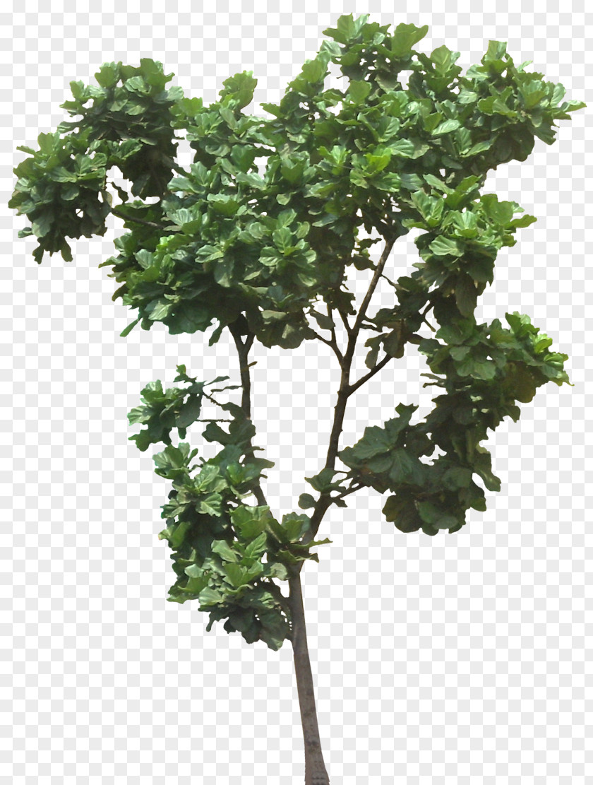 Jungle Fiddle-leaf Fig Ficus Microcarpa Weeping Common Plumeria Rubra PNG
