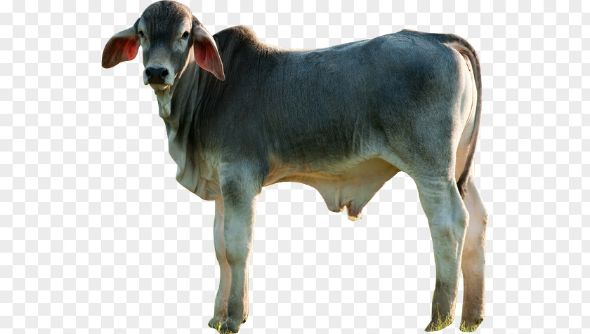 ALL PRODUCT Calf Nelore Girolando Cattle Ox Bull PNG