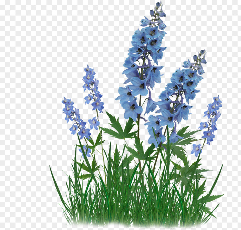 Annual Delphinium Floraison Bluebonnet Clip Art French Lavender Download PNG