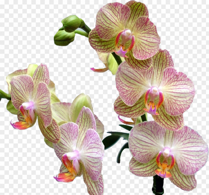 Orchid Cypripedium Calceolus Schomburgkia Liparis Moth Orchids Beauty PNG